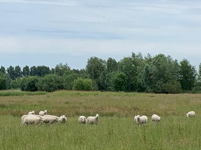 B&B Petit Chateau - Stijlvol Verblijf Centraal Gelegen In Zeeuws Vlaanderen Biervliet Eksteriør billede